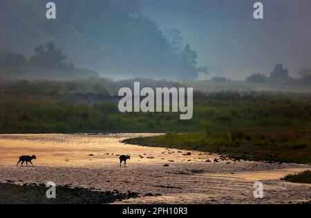 Cervi sambar che attraversano il fiume Ramganga nella zona dhikala del parco nazionale Jim corbett, uttarakhand, India Foto Stock