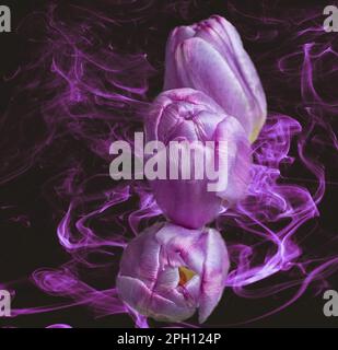 Tre bellissimi tulipani viola raggruppati in una fila dall'alto verso il basso contro uno sfondo fumoso nero e viola Foto Stock