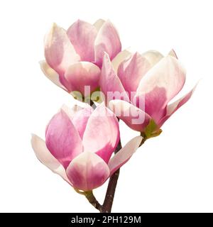 Bel ramo di fiori rosa magnolia isolato su sfondo bianco. Botanico, floreale, srping, concetto di natura Foto Stock