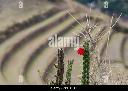 Vista panoramica delle terrazze coltivate e delle montagne sullo sfondo nella zona di Pisac, Valle Sacra. Foto Stock