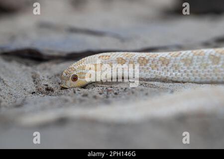 Immagine ravvicinata del serpente a naso di porco del Texas (Heterodon nasicus) Foto Stock