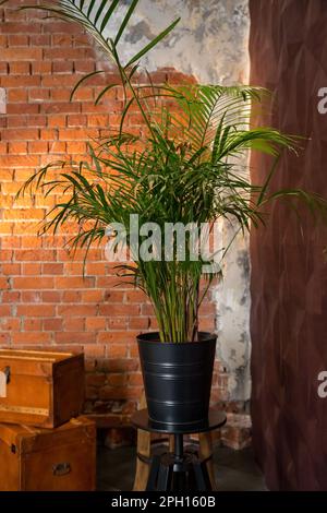 Decorativo Areca palma vicino muro di mattoni.Loft foto interna. Muro di mattoni rossi con vaso Palm Tree.houseplant - Dracaena. Interni scandinavi con Foto Stock