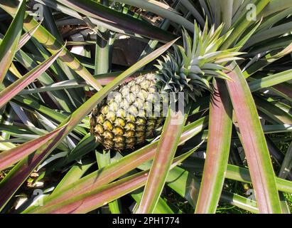 Frutta tropicale di ananas che cresce in una piantagione Foto Stock