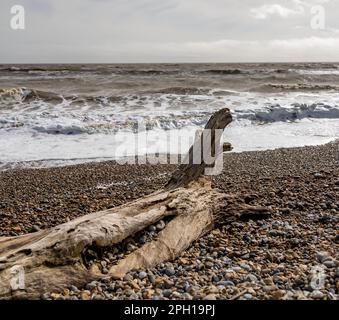 Fuoco vicino e selettivo sul driftwood su una spiaggia rocciosa con le onde che rompono nello sfondo Foto Stock