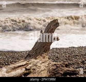 Fuoco vicino e selettivo sul driftwood su una spiaggia rocciosa con le onde che rompono nello sfondo Foto Stock