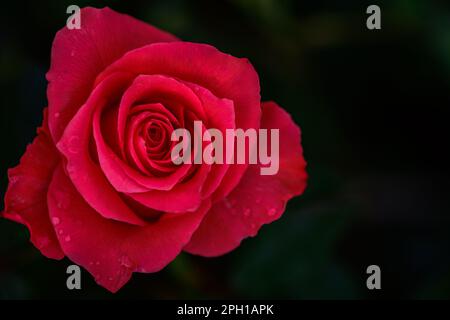 rose rosse su sfondo nero. Vista dall'alto e copia spazio fiore e concetto di amore Foto Stock