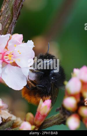 Primo piano naturale su una femmina d'ape muratore europea, Osmia cornuta, bere nettare da un fiore di ciliegio bianco nel giardino Foto Stock