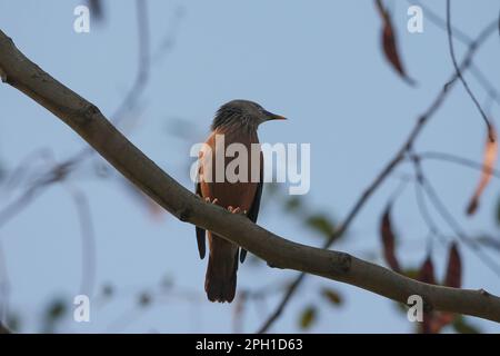 La stella dalla coda di castagno o la mitna dalla testa grigia. A Bangla la sua chiamata 'Kath salik'. È un membro della famiglia Starling. Si tratta di un residente o parzialmente m Foto Stock