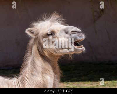 Ritratto di un grazioso due-humped camel appoggiato nell'ombra. Foto Stock