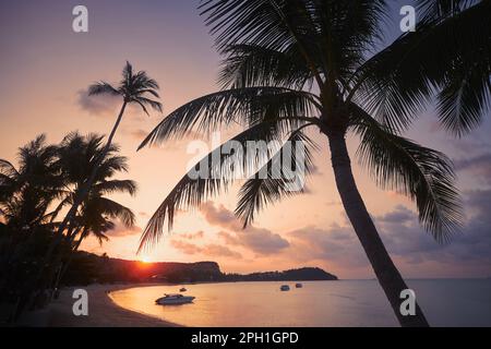 Silhouette palme contro la lunga spiaggia di sabbia al bellissimo tramonto a Koh Samui, Thailandia. Foto Stock