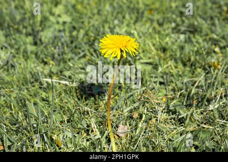 Dente di leone primo piano sullo sfondo di erba tagliata in una giornata di sole estate Foto Stock