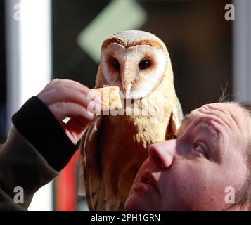 Quedlinburg, Germania. 25th Mar, 2023. Un gufo stalla siede sulla spalla di una donna che è fuori e intorno a Quedlinburg con l'esperto di gufo Jens Haberlandt. Circondati da numerosi spettatori, i due rispondono pazientemente a tutte le domande dei visitatori e sono anche felici di scattare foto con gli animali. Come esperto di gufo, Jens Haberlandt gestisce un santuario della fauna selvatica a Bernburg e ama condividere la sua passione con persone curiose. Credit: Matthias Bein/dpa/Alamy Live News Foto Stock