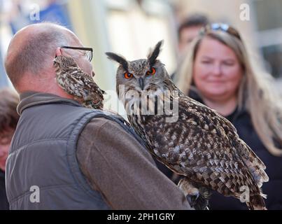 Quedlinburg, Germania. 25th Mar, 2023. Jens Haberlandt è conosciuto come l'uomo civico e spesso si trova a Quedlinburg con i suoi animali sulla strada. Circondato da numerosi spettatori, risponde pazientemente a tutte le domande dei visitatori e ama scattare foto con gli animali. Come esperto di gufo, gestisce un santuario della fauna selvatica a Bernburg e ama condividere la sua passione con persone curiose. Credit: Matthias Bein/dpa/Alamy Live News Foto Stock