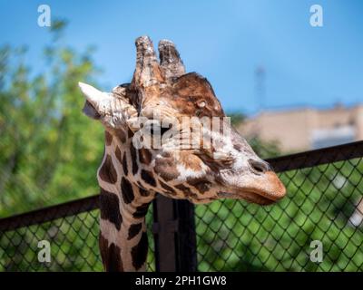Bella la giraffa si eleva alto sul cielo blu sullo sfondo. Foto Stock