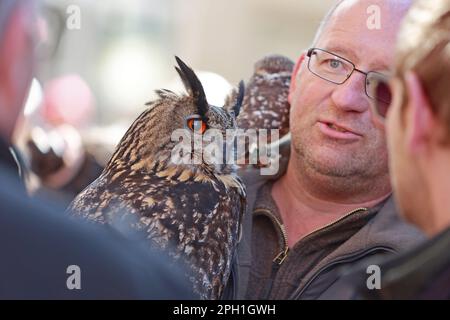 Quedlinburg, Germania. 25th Mar, 2023. Jens Haberlandt è conosciuto come l'uomo civico e spesso si trova a Quedlinburg con i suoi animali sulla strada. Circondato da numerosi spettatori, risponde pazientemente a tutte le domande dei visitatori e ama scattare foto con gli animali. Come esperto di gufo, gestisce un santuario della fauna selvatica a Bernburg e ama condividere la sua passione con persone curiose. Credit: Matthias Bein/dpa/Alamy Live News Foto Stock