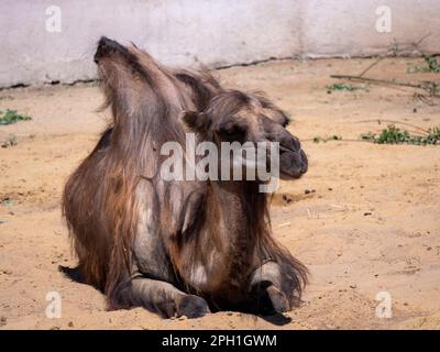 Ritratto di un grazioso due-humped camel appoggiato nell'ombra. Foto Stock