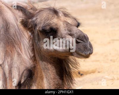 Ritratto di un grazioso due-humped camel appoggiato nell'ombra. Foto Stock