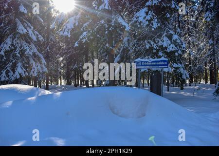 Foresta innevata in una giornata di sole sul lago Nydala in Umea. Vasterbotten, Svezia. Foto Stock