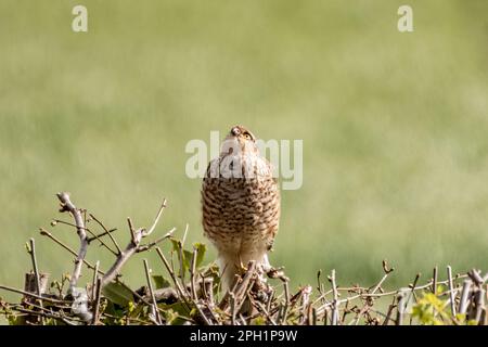 Una giovane femmina sparrowwak si appoggi sulla cima di una siepe Foto Stock