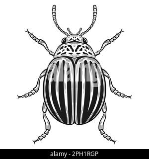 Scarabeo di patate a strisce colorado, Leptinotarsa decemlineata nocivo bug insetto contorno schizzo. Controllo di peste di pianta del giardino. Animale parassita volante. Vettore Illustrazione Vettoriale