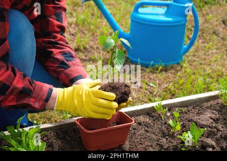 Mano di giardiniere piantina vegetale giovane nel terreno fertile. Le mani della donna in guanti gialli e camicia rossa è giardinaggio. Coltivatore femmina che pianta Foto Stock