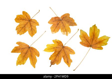 Set di cinque foglie caduti di acero marrone isolato su bianco. Stagione autunnale. Foto Stock