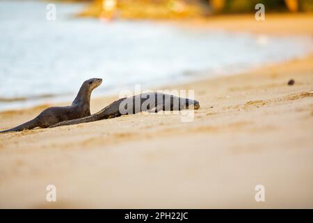 Due membri di una famiglia di lontre lisce si riposano sulla spiaggia dopo aver nuotato a riva, Singapore Foto Stock