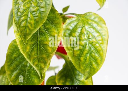 Foglie di pepe essiccate ingiallite coltivate in una pentola dell'appartamento. Ortaggi in crescita a casa, giardino sul davanzale, mancanza di luce e traccia Foto Stock