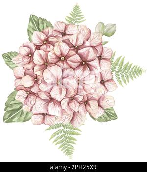 Acquerello fiori rosa ortensia e profumo di felce. illustrazione di fiori da giardino Foto Stock