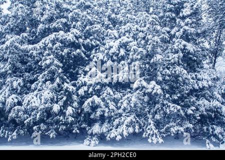 Neve sugli alberi di cedro. Foto Stock