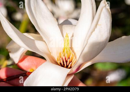 Cattura dettagliata di un fiore bianco di magnolia Foto Stock