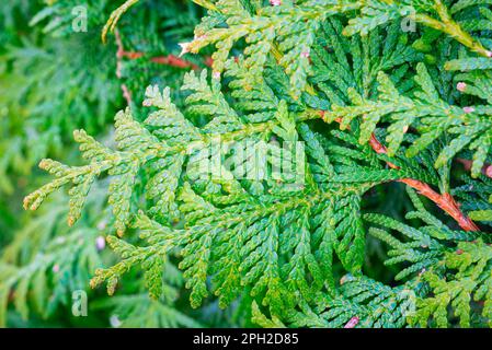 Cattura dettagliata delle foglie squamose di un cedro bianco (Thuja occidentalis) Foto Stock