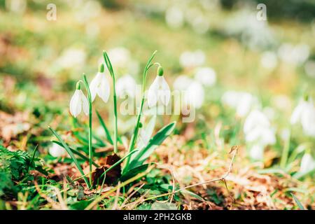 Nevicate che crescono in una foresta, fiori primaverili. Messa a fuoco selettiva, profondità di campo ridotta. Foto Stock