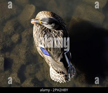 Femmina adulta Mallard Duck. Molla. Data marzo 2023.cym Foto Stock