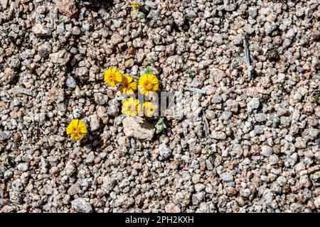 Fiore lanoso daisy trovato nel deserto della California Foto Stock