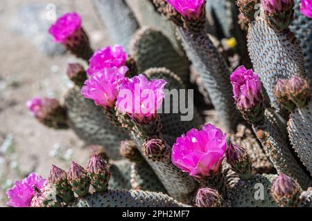 Fiori di cactus di coda di cavallo fioriscono nel deserto del Mojave della California meridionale Foto Stock