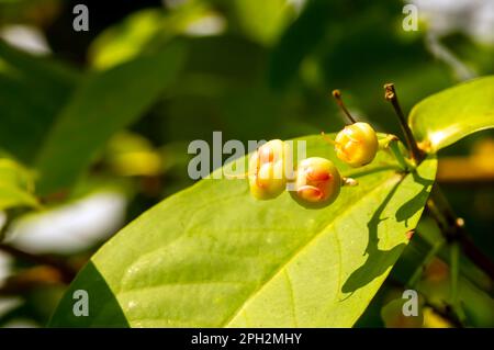 Frutti di mele d'acqua giovani (Syzygium acqueum) sul suo albero, noti come mele di rosa o mele di rosa acquose Foto Stock