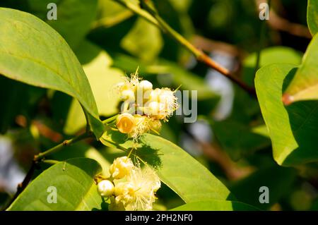 Frutti di mele d'acqua giovani (Syzygium acqueum) sul suo albero, noti come mele di rosa o mele di rosa acquose Foto Stock