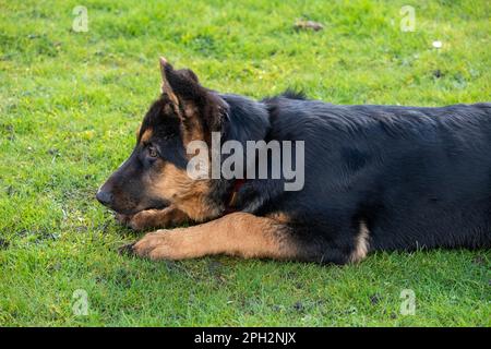Cucciolo di pastore tedesco con pelliccia nera e marrone giace sull'erba in un campo all'aperto Foto Stock