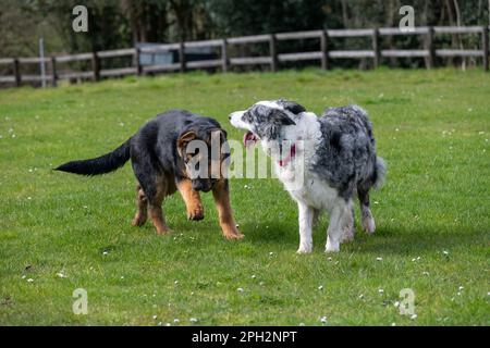 Cucciolo di pastore tedesco che gioca all'aperto con un adulto Blue Merle Border Collie. Foto Stock