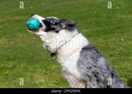 Blue Merle Border Collie salta per prendere una palla all'aperto in una giornata di sole Foto Stock