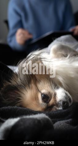 Piccolo cane in chihuahua tricolore che papping nel letto, riposando sulla schiena. Vista frontale, primo piano. Foto Stock