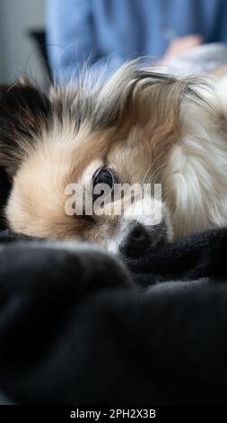 Piccolo cane in chihuahua tricolore che papping nel letto, riposando sulla schiena. Primo piano della vista anteriore. Foto Stock