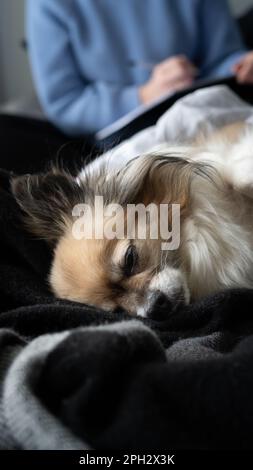 Piccolo cane in chihuahua tricolore che papping nel letto, riposando sulla schiena. Vista frontale, primo piano. Foto Stock