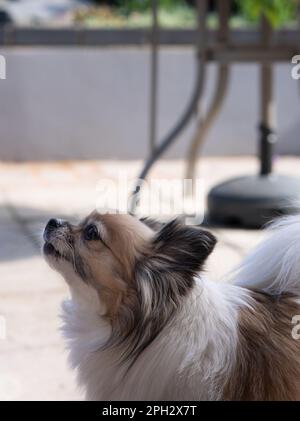 piccolo cane in chihuahua tricolore che abbaia all'esterno nel giardino Foto Stock