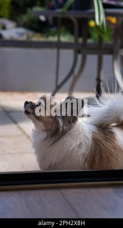 piccolo cane in chihuahua tricolore che abbaia all'esterno nel giardino Foto Stock