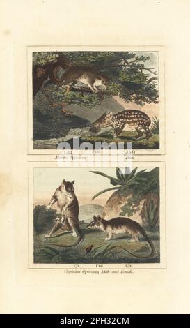 Opossum di topo di Linnaeus, Marmosa murina 132, Lowland paca, Cuniculus paca 129, e Opossum Virginiano, maschio e femmina con giovane in astuccio. Incisione a mano su copperplate dopo Jacques de Seve dell’edizione di James Smith Barr di Comte Buffon’s Natural History, A Theory of the Earth, General History of Man, Brute Creation, Vegetals, Minerals, T. Gillet, H. D. Symonds, Paternoster Row, Londra, 1807. Foto Stock