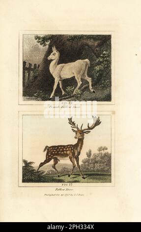 Capriolo europeo, Dama dama, buck 57 e doe 56. Incisione a mano su copperplate dopo Jacques de Seve dell’edizione di James Smith Barr di Comte Buffon’s Natural History, A Theory of the Earth, General History of Man, Brute Creation, Vegetals, Minerals, T. Gillet, H. D. Symonds, Paternoster Row, Londra, 1807. Foto Stock