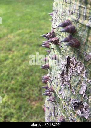 primo piano delle spine di un albero d'insigne Foto Stock