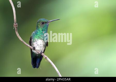 Colibrì zaffiro blu (Chlorestes notata) arroccato su un ramo su uno sfondo verde Foto Stock